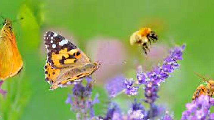 Insekter i blomster